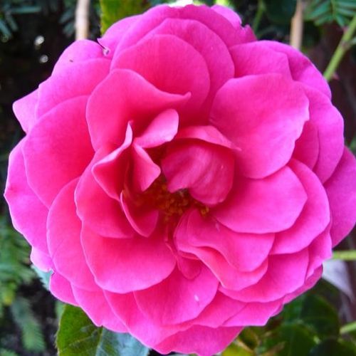 Rozen bestellen en bezorgen - Rosa Gloriana - zacht geurende roos - Stamroos – Kleine bloemen - purper - Christopher H. Warnerhangende kroonvorm - 0